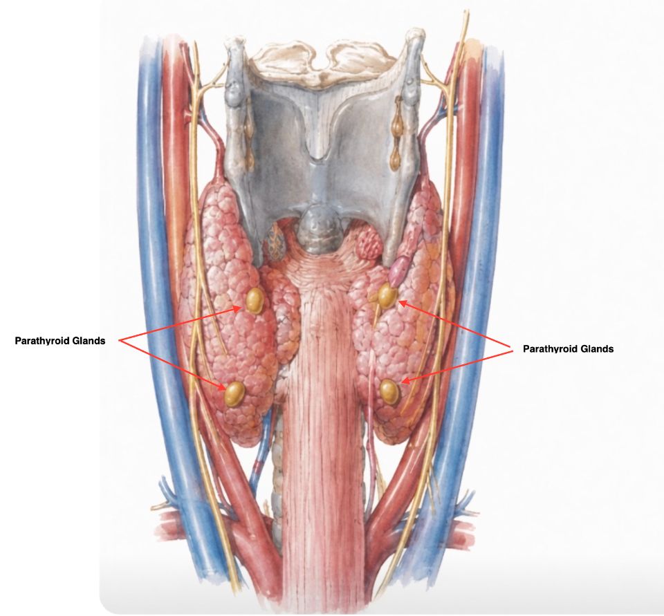 Posterior view of the neck showing the four parathyroid glands behind the thyroid gland
